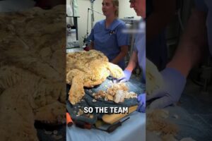 Removing barnacles stuck on a turtle! 😮🐢  -  🎥 turtlehospital
