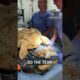 Removing barnacles stuck on a turtle! 😮🐢  -  🎥 turtlehospital
