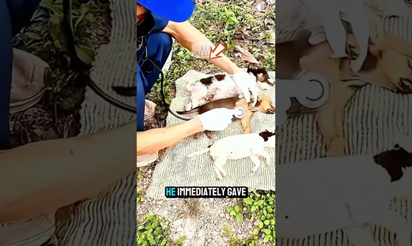 Rescue 3 puppies on the road ❤️❤️ #shorts #animalrescue #dog #dogs