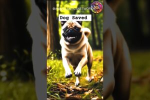 🐕 Rescue Dog Video |Dog Videos | Animal Rescues| Emotional Video| Rescue Animal | Cute Animal l 🐕