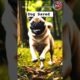 🐕 Rescue Dog Video |Dog Videos | Animal Rescues| Emotional Video| Rescue Animal | Cute Animal l 🐕
