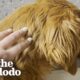 Rescue Dog Was Terrified Of Going Outside Until... | The Dodo