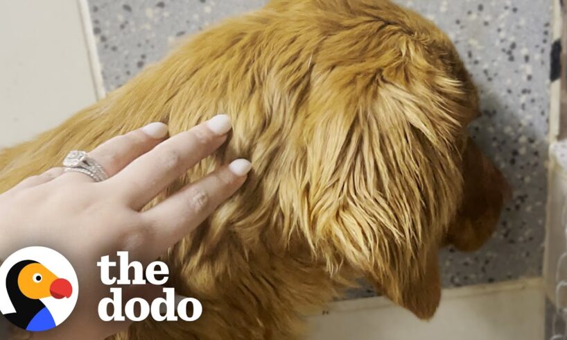 Rescue Dog Was Terrified Of Going Outside Until... | The Dodo