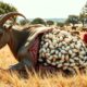 Rescue Stories: Full Video: 3 Stories of Rescuing VIRUS Infected Animals (Part 3)