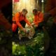 Rescue Story: Cat Presumed Dead Saved in a Breathtaking Animal Rescue Mission | Animals Rescue