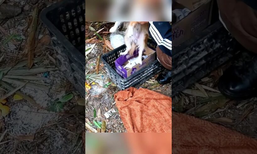 Rescue a family of dogs #rescue #rescueanimals #animalsoftiktok #animals #rescuedog #puppytiktok