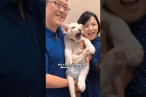 Rescue an abandoned white lion cub.#shortvideo #shorts #animals #lion #love #cute #rescue