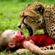 Rescue story: baby miraculously saved from cheetah | Leopard attacks Baby #rescue #animals #cartoon
