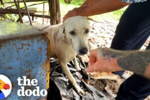 Rescued Dog Tied to Short Chain Can't Stop Doing Adorable Tippy Taps | The Dodo