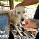 Rescued Dog Tied to Short Chain Can't Stop Doing Adorable Tippy Taps | The Dodo