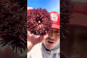 Rescuing Cute Spikey Sea Animal! #animals #nature #short