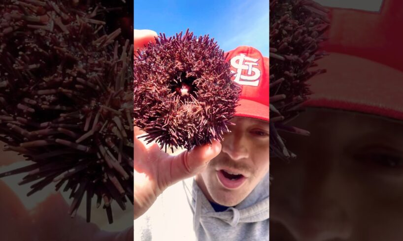 Rescuing Cute Spikey Sea Animal! #animals #nature #short