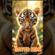 Rescuing a Starving Tiger Cub – From Near Death to Full Recovery. #animalrescue