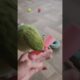 Ringneck parrot playing with toys #birds #animals #cute #shorts
