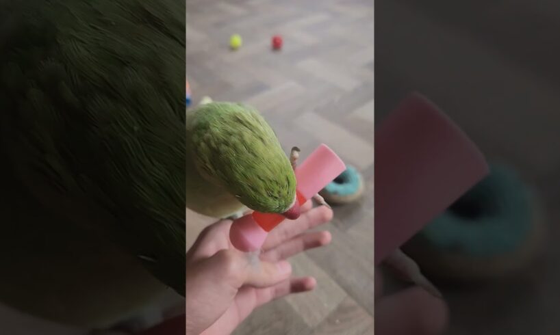 Ringneck parrot playing with toys #birds #animals #cute #shorts