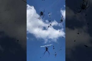 SCARY Spiders Hang Over Australian Street! #Spiders #Shorts