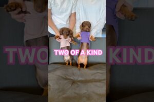 SHIMMER & SHINE #minidachshund #puppy #dance #dachshund #dachshundpuppy #cutedog #funnydog #cute