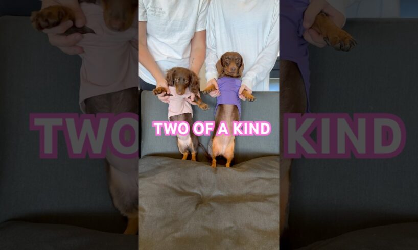 SHIMMER & SHINE #minidachshund #puppy #dance #dachshund #dachshundpuppy #cutedog #funnydog #cute