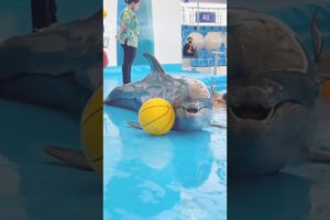 🐬😍SeaWorld Orlando 😍#orca#dolphinshow #🐀animals#dolphin#shortsfeed #seaworld#10million #shortviral