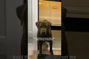 Security Camera Catches Stray Dog On Woman's Doorstep | The Dodo