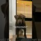 Security Camera Catches Stray Dog On Woman's Doorstep | The Dodo