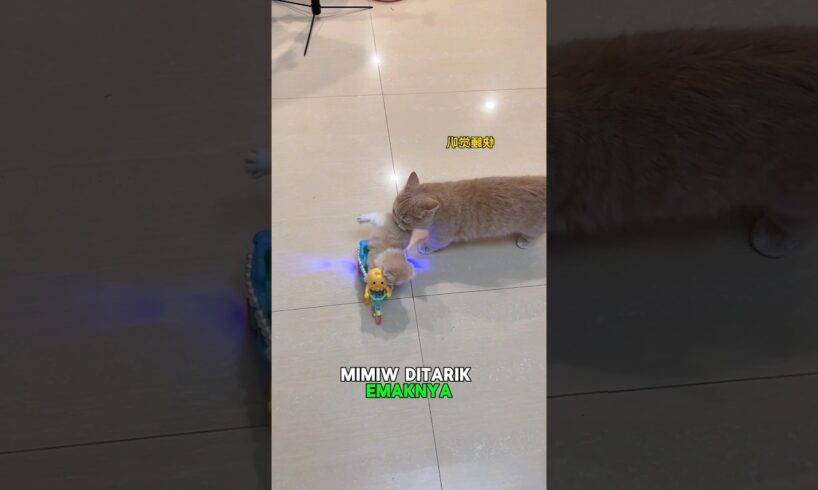 Sedang asik bermain Mimiw diberhentikan emaknya #shorts #kucinglucu #kucing #cat