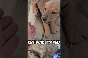 She Had No One… Until We Found Her! 🥺🤩
