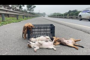 Shock: Four puppies abandoned by owner on highway. Watch the rescue team rescue.!