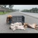 Shock: Four puppies abandoned by owner on highway. Watch the rescue team rescue.!