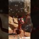 Shocking Animal Rescues That Will Leave You SPEECHLESS,, ant colony #fpe #gym #cats #trending