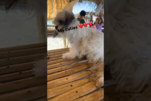 So adorable 🥰 my cute puppies