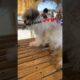 So adorable 🥰 my cute puppies