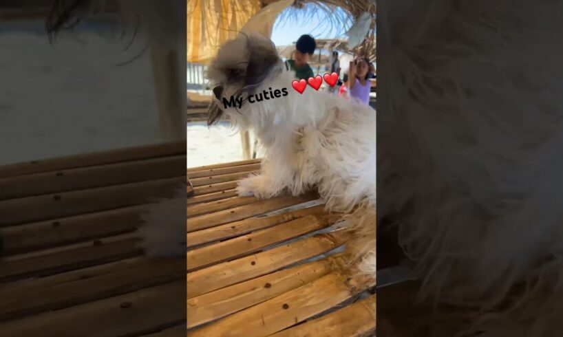 So adorable 🥰 my cute puppies