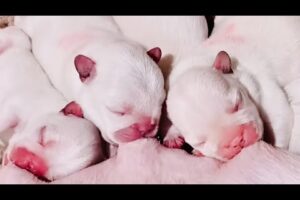 So cute puppies 😍 #puppyvideo #cutepuppybaby #cutepuppyvideos #cutepuppylove #puppyshort #cutedog
