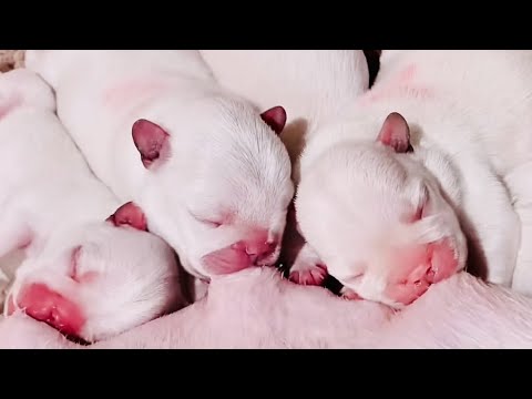 So cute puppies 😍 #puppyvideo #cutepuppybaby #cutepuppyvideos #cutepuppylove #puppyshort #cutedog