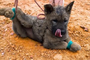 Spectacular rescue: The dog was tied up and starved, close to death! Rescue Paws Hub