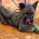 Spectacular rescue: The dog was tied up and starved, close to death! Rescue Paws Hub