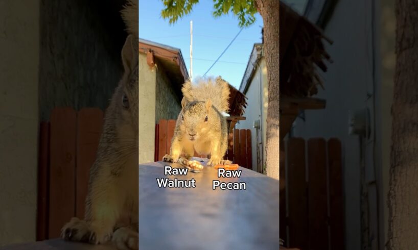 Squirrel Chooses Food old school edition #animals #games #feed #action #reels #play #series #fyp #yt