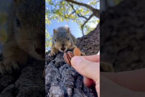 Squirrel Fishing with Baby Lou #animals #games #feed #play #reels #live #sports #series #fyp #free