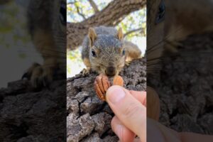 Squirrel Fishing with Baby Lou #animals #games #feed #reels #play #live #sports #series #new  #free