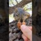 Squirrel Fishing with Baby Lou #animals #games #feed #reels #play #live #sports #series #new  #free