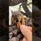 Squirrel Fishing with Baby NewB #animals #games #cute #reaction #feed #reels #play #love #india #fyp