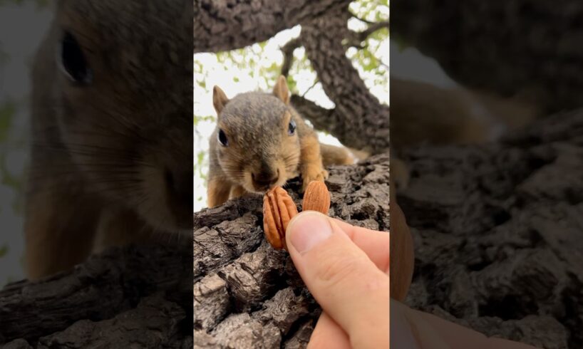 Squirrel Fishing with Baby NewB #animals #games #cute #reaction #feed #reels #play #love #india #fyp