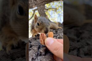 Squirrel Fishing with Baby Shu #animals #games #fun #feed #reels #cute #play #sports #live #fyp #yt