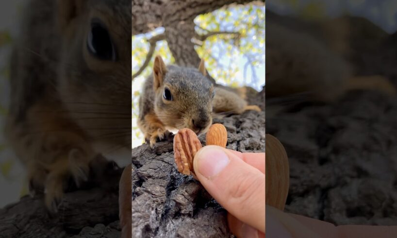 Squirrel Fishing with Baby Shu #animals #games #fun #feed #reels #cute #play #sports #live #fyp #yt