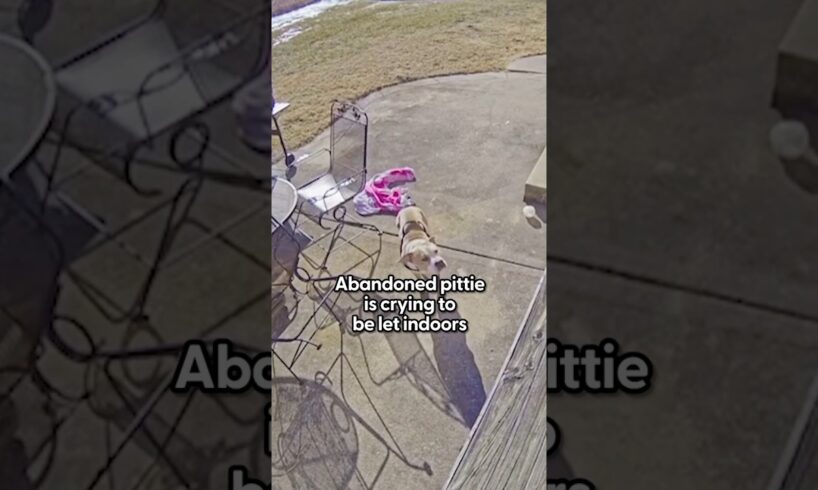 Stray Pittie Cries Outside Their Door To Be Let In From The Cold | The Dodo