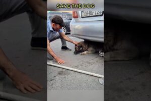 Stray dog ​​trapped under car #shorts #dog #doglife #kindness #animals #viralvideo