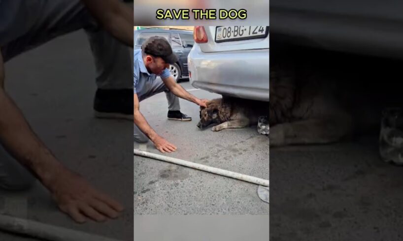 Stray dog ​​trapped under car #shorts #dog #doglife #kindness #animals #viralvideo