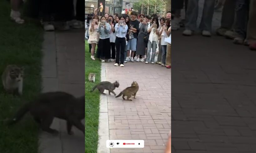 "Street Fight: Cats vs Cats, Audience Shocked!" #CatFight #ViralCatVideo ##CatVsCat