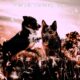 Successful Backdrops for Cute Puppies